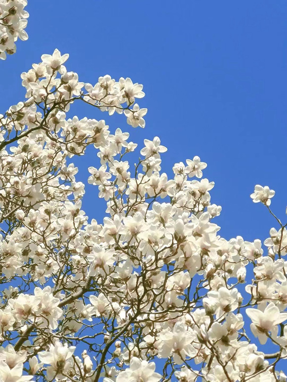 躍入一場(chǎng)花開(kāi)